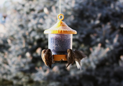My Battle With House Sparrows